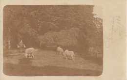 ZWALM NEDERZWALM   SCHAPEN    1924 - Zwalm