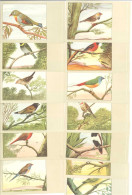 OISEAUX - P. Sluis - Lot De 13 Cartes (125380) - Uccelli