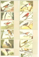 OISEAUX - P. Sluis - Lot De 13 Cartes (125381) - Vogels