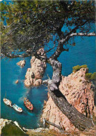 Espagne - Espana - Cataluna - Costa Brava - Rocas Y Pinos - CPM - Voir Scans Recto-Verso - Gerona