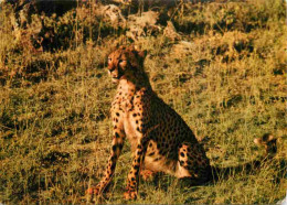 Animaux - Fauves - Guépard - Cheetah - CPM - Voir Scans Recto-Verso - Other & Unclassified