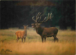 Animaux - Cervidés - Cerfs - CPM - Carte Neuve - Voir Scans Recto-Verso - Autres & Non Classés