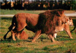 Animaux - Fauves - Lion - La Casamance - Safari Africain De Port Saint Père - Zoo - CPM - Voir Scans Recto-Verso - Leoni