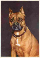 Animaux - Chiens - Boxer - CPM - Voir Scans Recto-Verso - Chiens