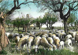 Animaux - Moutons - Paysage De Provence - CPM - Voir Scans Recto-Verso - Autres & Non Classés