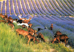 Animaux - Chèvres - Arrière Pays Méditerranéen - Chèvres Dans Le Champ De Lavande - CPM - Voir Scans Recto-Verso - Sonstige & Ohne Zuordnung