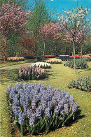 Pays-Bas - Nederland - Lisse - Keukenhof - Fleurs - CPM - Voir Scans Recto-Verso - Lisse