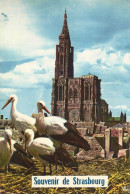 *CPM - 67 - STRASBOURG - Souvenir - Cathédrale - Cigognes - Straatsburg