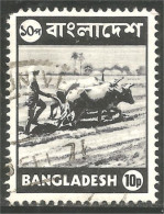 AF-180b Bangladesh Labourage Ploughing Boeuf Oxen Kuh - Agricultura