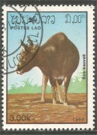 AF-137 Laos Elevage Buffle Buffalo - Landbouw