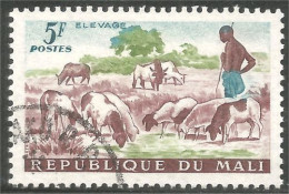 AF-116 Mali Elevage Mouton Schapen Pecora Oveja Sheep Rammen Ariete - Levensmiddelen