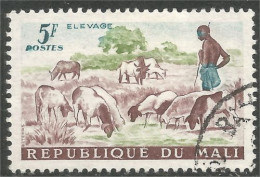 AF-115 Mali Elevage Mouton Schapen Pecora Oveja Sheep Rammen Ariete - Landbouw