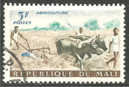 AF-61 Mali Agriculture Boeuf Ox Labour Plowing - Landbouw