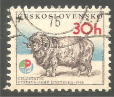 AF-54 Ceskoslovenko Mouton Bélier Schapen Pecora Oveja Sheep Ram Schaf Rammen Ariete - Landwirtschaft