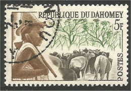 AF-46 Dahomey Vache Cow Kuh Koe Mucca Vacca Vaca Taureau Bull - Agriculture