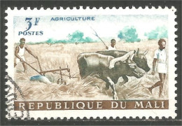 AF-39 Mali Agriculture Boeuf Ox - Agriculture