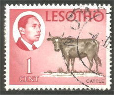 AF-41 Lesotho Vache Cow Kuh Koe Mucca Vacca Vaca Taureau Bull - Landwirtschaft