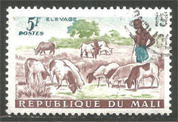 AF-36 Mali Vache Cow Kuh Koe Mucca Vacca Vaca Mouton Sheep Schapen Pecora Oveja - Ferme