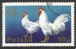 AF-12 Poland Coq Rooster Hahn Haan Gallo Poule Hen Huhn - Gallinacées & Faisans