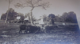 06 BELLE PHOTO DE CANNES 1899 LEGENDEE SUR LA ROUTE DE GRASSE FEVRIER 1899 FEMME BOUCS CHEVRES DEVANT PALISSADE - Cannes