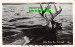 R344306 Ontario. Forest View Lodge. Highland Grove. White Tailed Deer. In Velvet - World