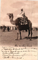 EGYPTE / CAMEL DRIVER - Kairo