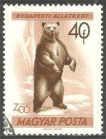 AS-170 Hungary Bar Ours Bear Orso Suportar Soportar Oso - Bears