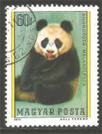 AS-167 Hungary Panda Bar Ours Bear Orso Suportar Soportar Oso - Ours