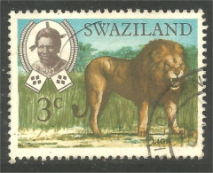 AS-144 Swaziland Lion Lowe Leeuw Leon Leone - Big Cats (cats Of Prey)