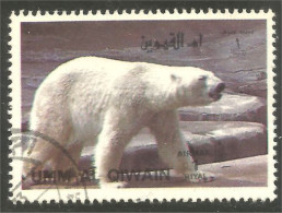 AS-134 Umm Al Qiwain Bar Ours Bear Orso Suportar Soportar Oso - Bears