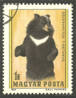 AS-121 Hongrie Bar Ours Bear Orso Suportar Soportar Oso - Osos