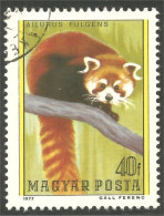 AS-115 Hongrie Red Panda Roux Bar Ours Bear Orso Suportar Soportar Oso - Beren