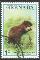 AS-40c Grenada Agouti Aguti - Other & Unclassified