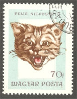 AS-34 Hongrie Chat Sauvage Wild Chat Cat Katze Gatto Gato Kat - Raubkatzen