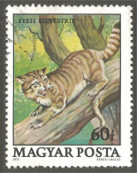 AS-33 Hungary Chat Sauvage Wild Cat Katze Gatto Gato Kat - Big Cats (cats Of Prey)