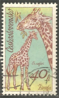 AS-9 Ceskoslovenko Girafe Giraffe Giraffa Jirafa - Giraffen