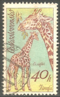 AS-10 Ceskoslovenko Girafe Giraffe Giraffa Jirafa - Giraffen