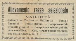 Allevamenti Cav. Prampolini - Saluzzo - Pubblicità 1904 - Advertising - Pubblicitari