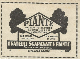Piante Fratelli Sgaravatti - Saonara - Pubblicità 1930 - Advertising - Advertising