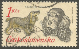 DG-9 Ceskoslovenko Cocker Spaniel Chien Dog Hund Cane Hond Perro - Dogs