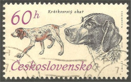 DG-7 Ceskoslovenko Pointer Chien Dog Hund Cane Hond Perro - Perros