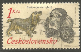 DG-8 Ceskoslovenko Cocker Spaniel Chien Dog Hund Cane Hond Perro - Chiens