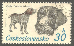 DG-3 Ceskoslovenko Terrier Chien Dog Hund Cane Hond Perro - Dogs