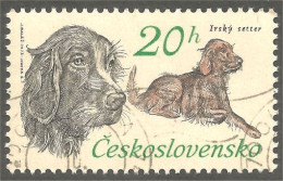 DG-2 Ceskoslovenko Setter Chien Dog Hund Cane Hond Perro - Honden