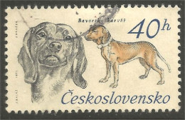 DG-4 Ceskoslovenko Barvar Chien Dog Hund Cane Hond Perro - Honden