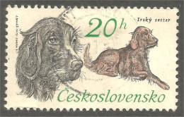 DG-1 Ceskoslovenko Setter Chien Dog Hund Cane Hond Perro - Perros