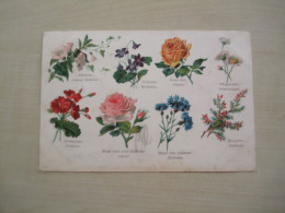 Carte Postale Ancienne FLEUR Le Langage Des Fleurs - Flowers