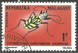 IN-39 Madagascar Insecte Insect Insekt - Otros & Sin Clasificación