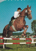 Horse - Cheval - Paard - Pferd - Cavallo - Cavalo - Caballo - Häst - Stamped In 1964 - Pferde