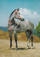 Horse - Cheval - Paard - Pferd - Cavallo - Cavalo - Caballo - Häst - Stamped In 1964 - Paarden